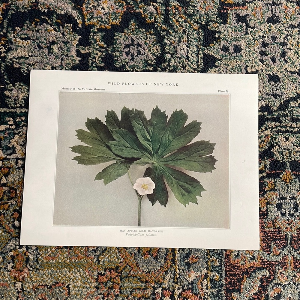 🖤5/$25 Antique Botanical Plant Print Original over 100 years old